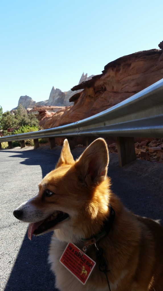 Pancake the Corgi at California Adventure Cars Ride - Service Dog