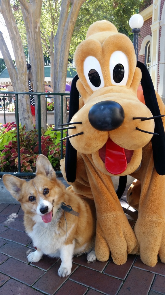 Pancake the Corgi at Disney's California Adventure and Pluto
